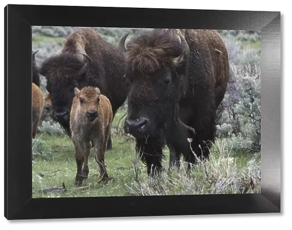 USA, Wyoming, Yellowstone National Park. Bison cow with newborn calf