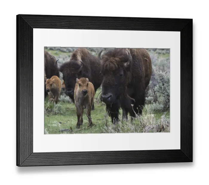 Framed Print : USA, Wyoming, Yellowstone National Park. Bison cow with newborn calf Framed Print : USA, Wyoming, Yellowstone National Park. Bison cow with newborn calf