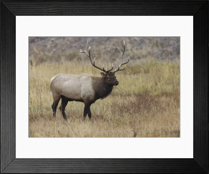 Framed Print : Bull elk or wapiti in meadow, Yellowstone National Park, Wyoming