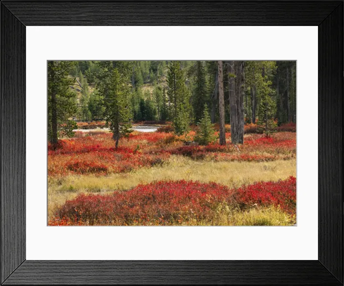Framed Print : Blueberry leaves in autumn red coloration, Yellowstone National Park, Wyoming Framed Print : Blueberry leaves in autumn red coloration, Yellowstone National Park, Wyoming