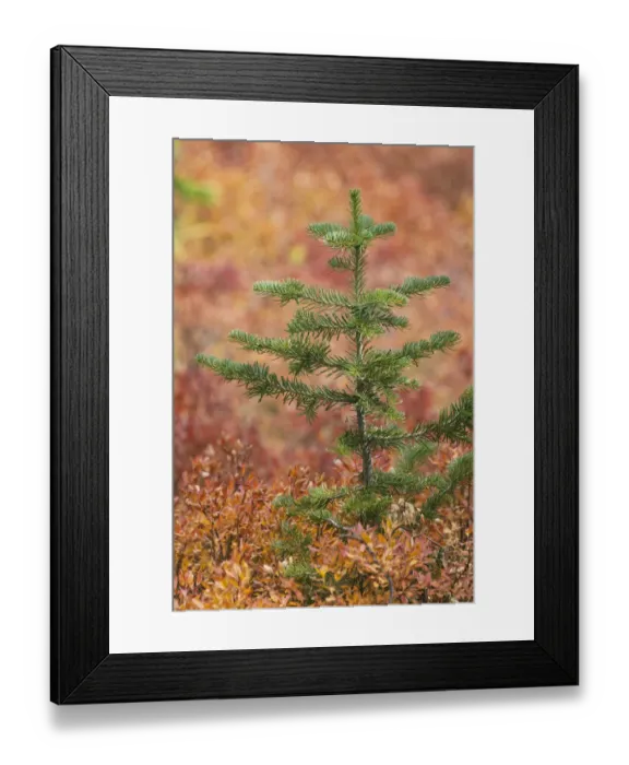Framed Print : Blueberry leaves in autumn red coloration, Yellowstone National Park, Wyoming