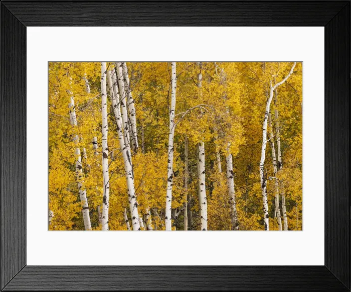 Framed Print : Pattern of white tree trunks among golden aspen leaves, Grand Teton National Park, Wyoming Framed Print : Pattern of white tree trunks among golden aspen leaves, Grand Teton National Park, Wyoming