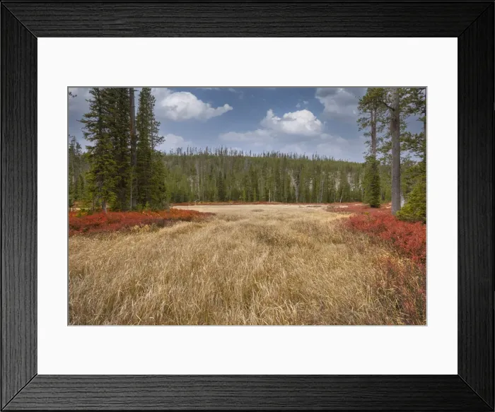 Framed Print : Blueberry leaves in autumn red coloration, Yellowstone National Park, Wyoming Framed Print : Blueberry leaves in autumn red coloration, Yellowstone National Park, Wyoming