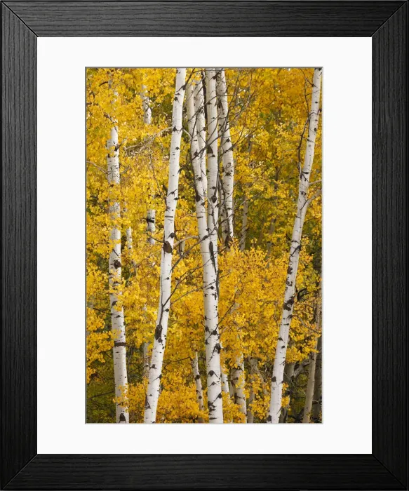 Framed Print : Pattern of white tree trunks among golden aspen leaves, Grand Teton National Park, Wyoming Framed Print : Pattern of white tree trunks among golden aspen leaves, Grand Teton National Park, Wyoming