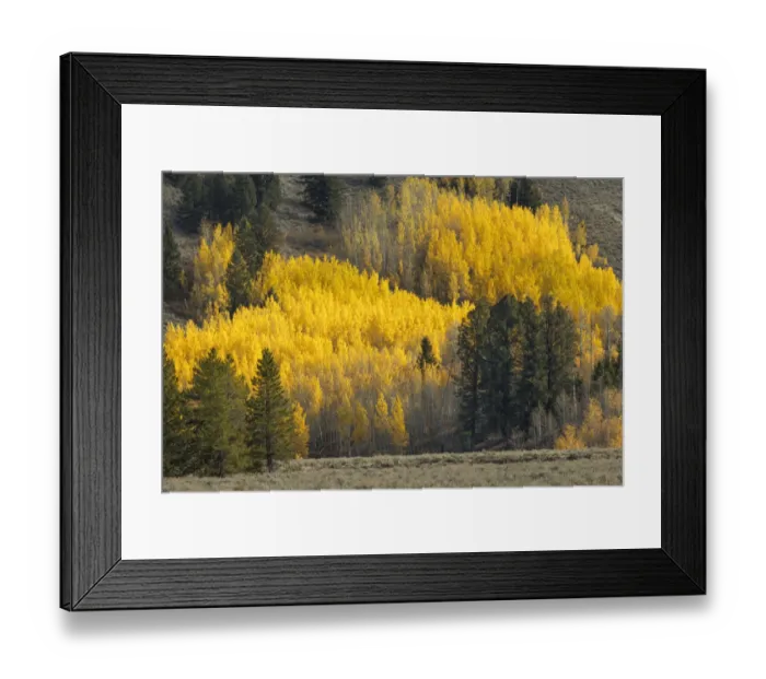 Framed Print : Autumn view of willows along shoreline of Two Ocean Lake, Grand Teton National Park, Wyoming Framed Print : Autumn view of willows along shoreline of Two Ocean Lake, Grand Teton National Park, Wyoming