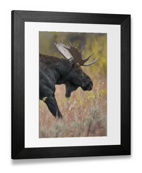 Framed Print : Bull moose, Grand Teton National Park, Wyoming Framed Print : Bull moose, Grand Teton National Park, Wyoming