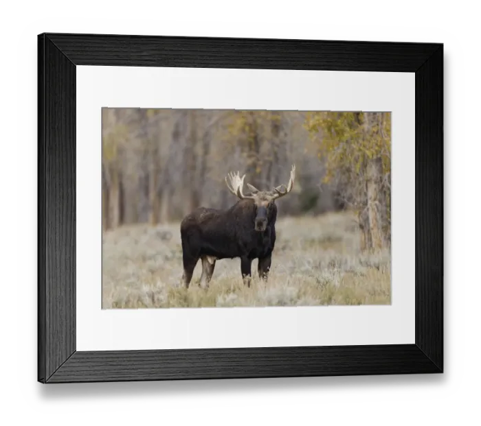 Framed Print : Bull moose, Grand Teton National Park, Wyoming Framed Print : Bull moose, Grand Teton National Park, Wyoming