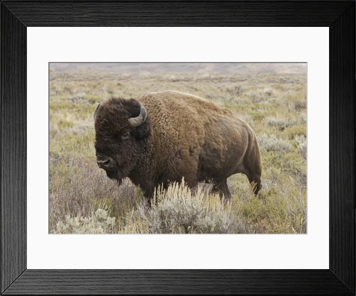 Framed Print : American Bison in sagebrush meadow. Grand Teton National Park Framed Print : American Bison in sagebrush meadow. Grand Teton National Park