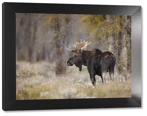 Bull moose, Grand Teton National Park, Wyoming