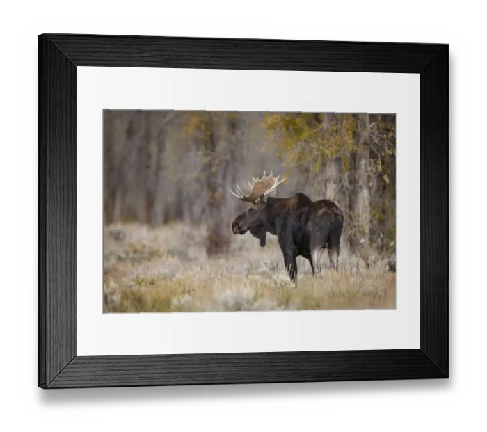 Framed Print : Bull moose, Grand Teton National Park, Wyoming Framed Print : Bull moose, Grand Teton National Park, Wyoming