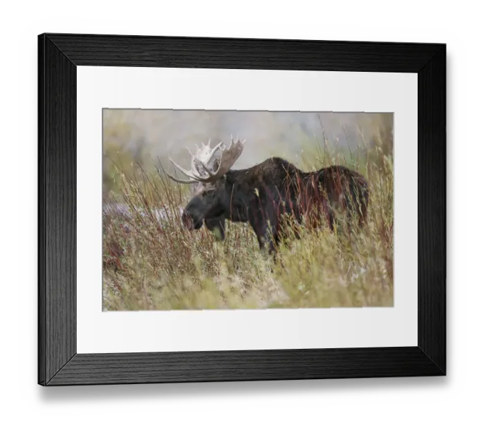 Framed Print : Bull moose, Grand Teton National Park, Wyoming