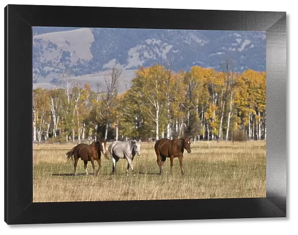 Horses just outside, Grand Teton National Park, Wyoming