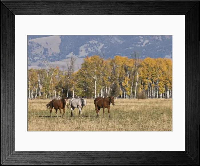 Framed Print : Horses just outside, Grand Teton National Park, Wyoming Framed Print : Horses just outside, Grand Teton National Park, Wyoming
