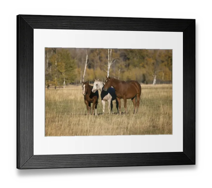 Framed Print : Horses just outside, Grand Teton National Park, Wyoming Framed Print : Horses just outside, Grand Teton National Park, Wyoming
