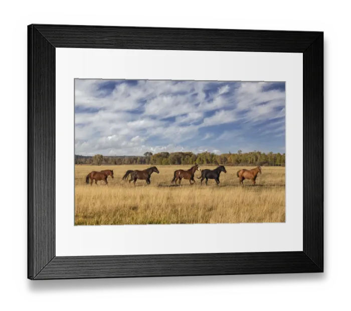 Framed Print : Horses just outside, Grand Teton National Park, Wyoming Framed Print : Horses just outside, Grand Teton National Park, Wyoming