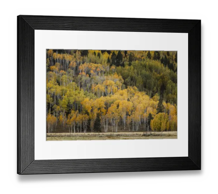 Framed Print : Mountain slope covered in autumn aspen trees, Grand Teton National Park, Wyoming