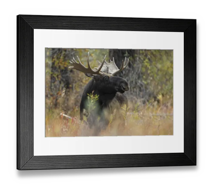 Framed Print : Bull moose, Grand Teton National Park, Wyoming Framed Print : Bull moose, Grand Teton National Park, Wyoming
