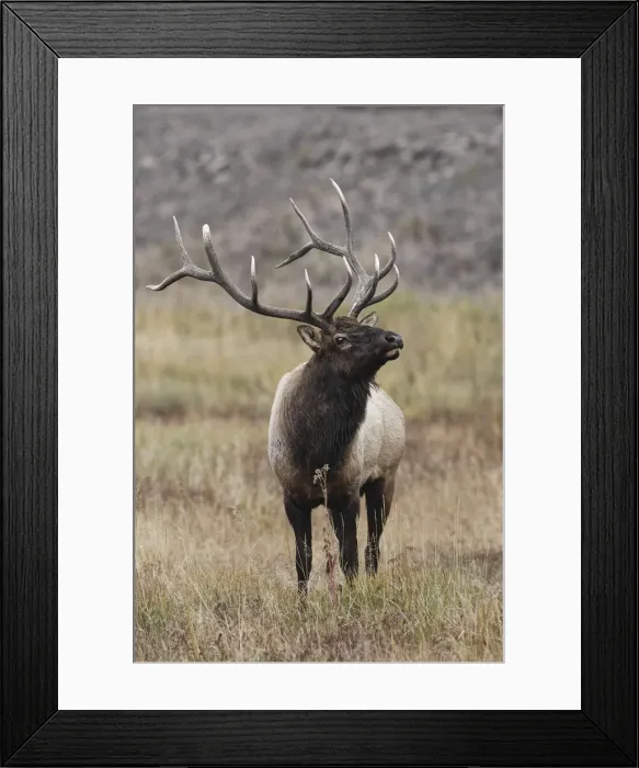 Framed Print : Bull elk or wapiti in meadow, Yellowstone National Park, Wyoming Framed Print : Bull elk or wapiti in meadow, Yellowstone National Park, Wyoming