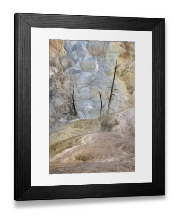 Framed Print : Dead trees entombed in travertine deposits, Mammoth Hot Springs, Yellowstone National Park Framed Print : Dead trees entombed in travertine deposits, Mammoth Hot Springs, Yellowstone National Park