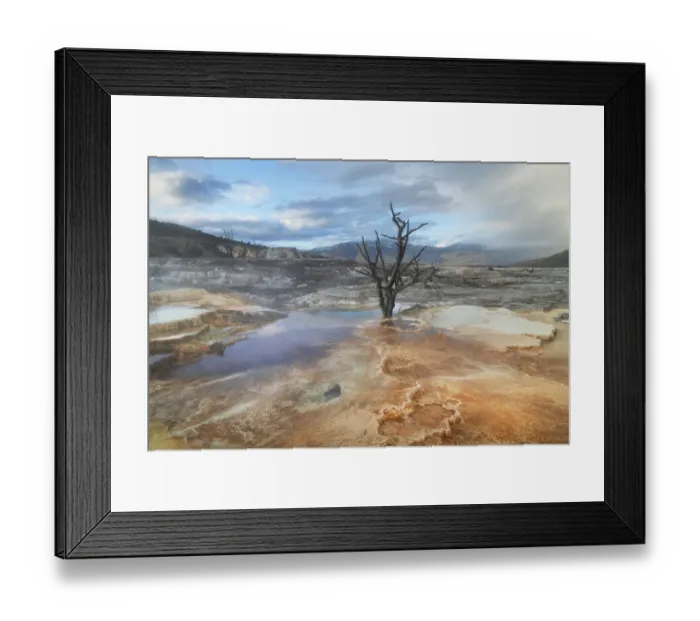 Framed Print : Dead trees entombed in travertine deposits colored by thermophilic bacteria. Upper Terraces of Mammoth Hot Springs, Yellowstone National Park Framed Print : Dead trees entombed in travertine deposits colored by thermophilic bacteria. Upper Terraces of Mammoth Hot Springs, Yellowstone National Park