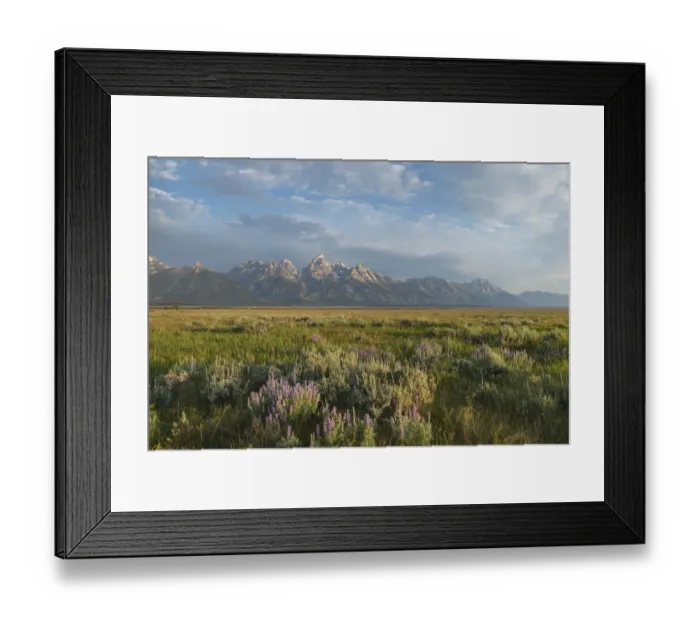 Framed Print : Antelope Flats lupines and sagebrush. Grand Teton National Park Framed Print : Antelope Flats lupines and sagebrush. Grand Teton National Park