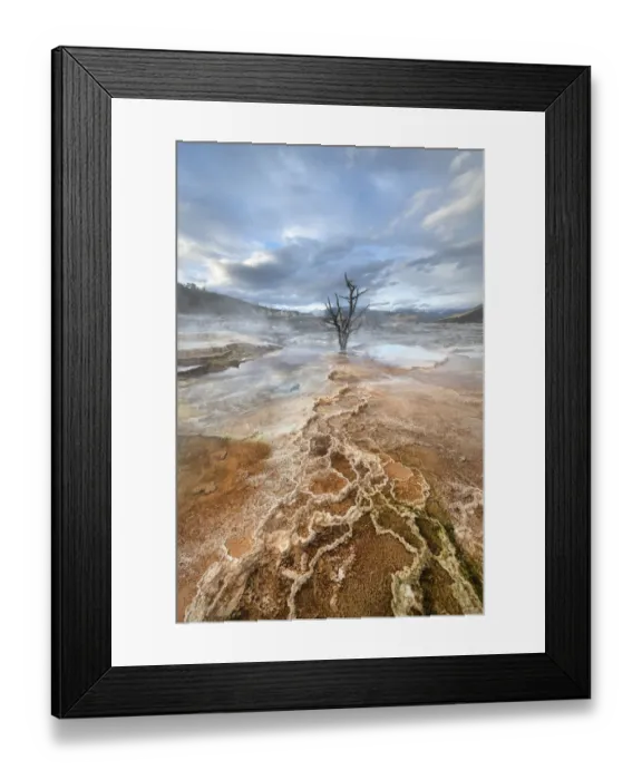Framed Print : Dead trees entombed in travertine deposits colored by thermophilic bacteria. Upper Terraces of Mammoth Hot Springs, Yellowstone National Park