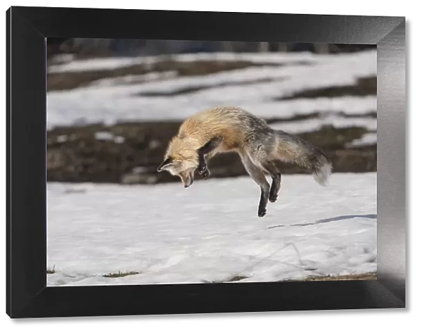 USA, Wyoming, Grand Teton National Park. Red fox diving for voles under the snow