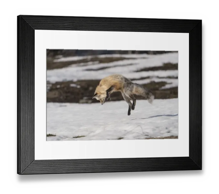 Framed Print : USA, Wyoming, Grand Teton National Park. Red fox diving for voles under the snow Framed Print : USA, Wyoming, Grand Teton National Park. Red fox diving for voles under the snow