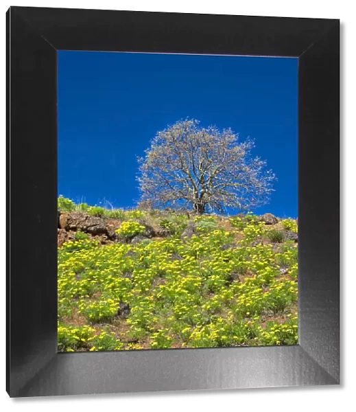 USA, Washington State. Lone Tree on hillside with spring wildflowers