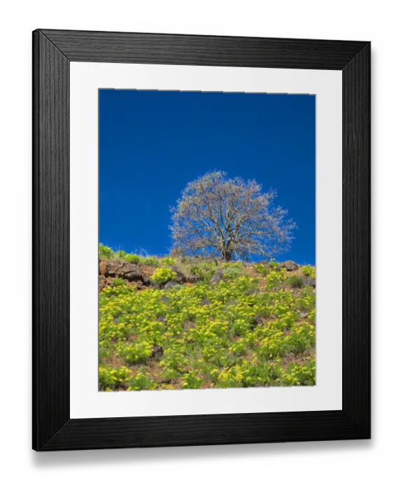 Framed Print : USA, Washington State. Lone Tree on hillside with spring wildflowers