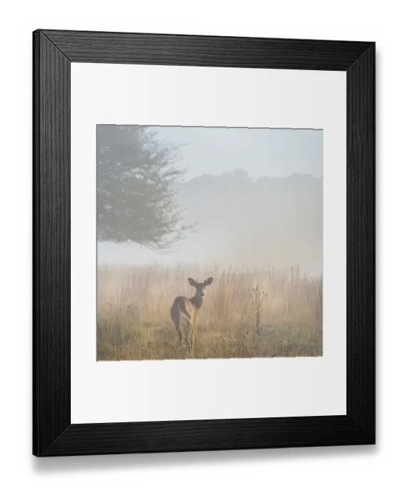 Framed Print : USA, West Virginia, Davis. Deer in foggy field Framed Print : USA, West Virginia, Davis. Deer in foggy field