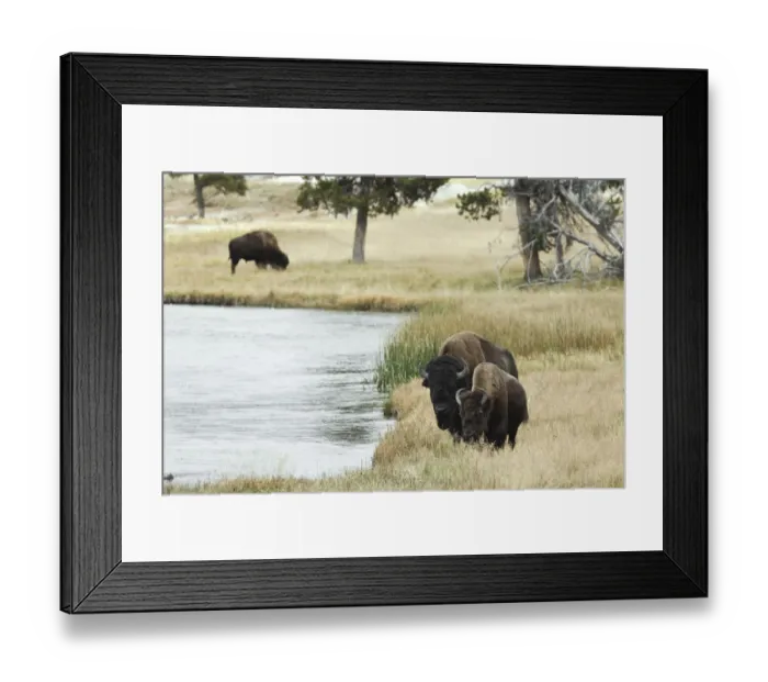Framed Print : American Bison along Nez Perce River in autumn, Yellowstone National Park, Nez Perce River, Wyoming