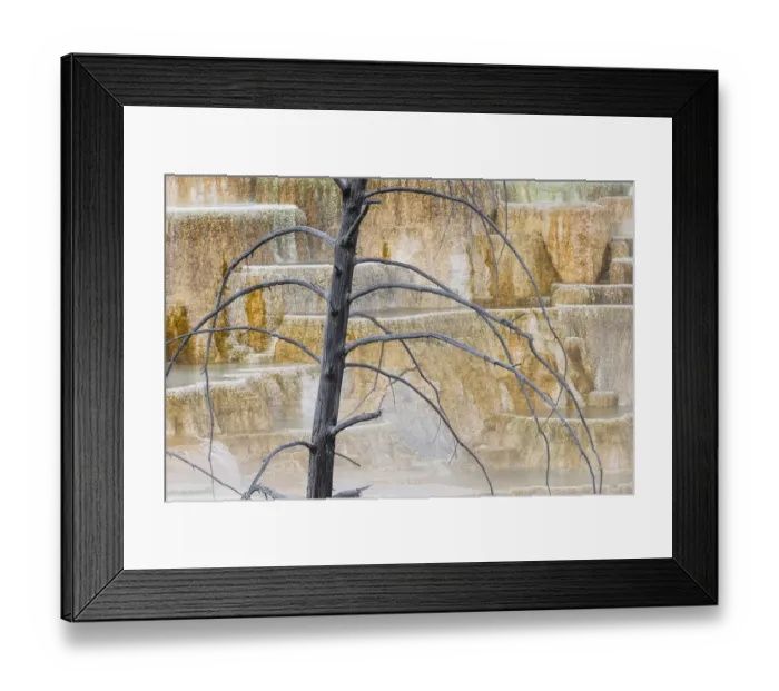 Framed Print : Dead tree and colorful terrace, Canary Spring, Mammoth Hot Springs, Yellowstone National Park, Wyoming Framed Print : Dead tree and colorful terrace, Canary Spring, Mammoth Hot Springs, Yellowstone National Park, Wyoming