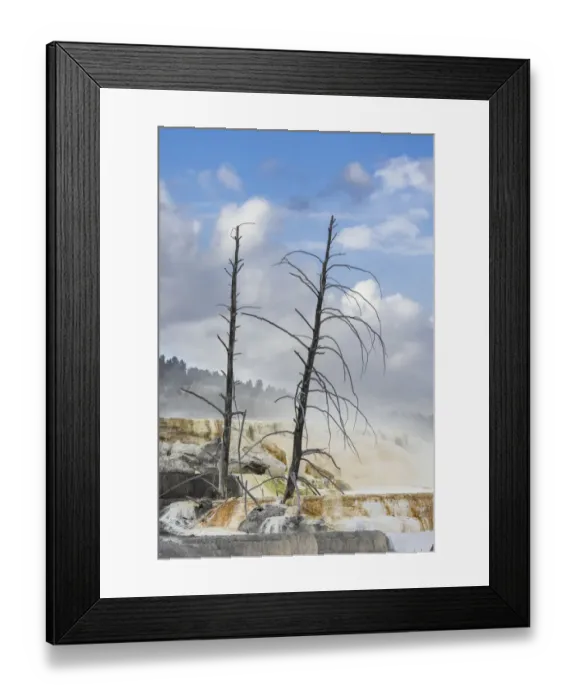 Framed Print : Black tree trunks and colorful terrace, Mammoth Hot Springs, Yellowstone National Park, Wyoming