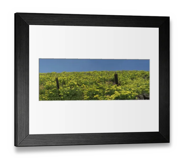 Framed Print : USA, Washington State. Panorama of fence line and wildflowers Framed Print : USA, Washington State. Panorama of fence line and wildflowers