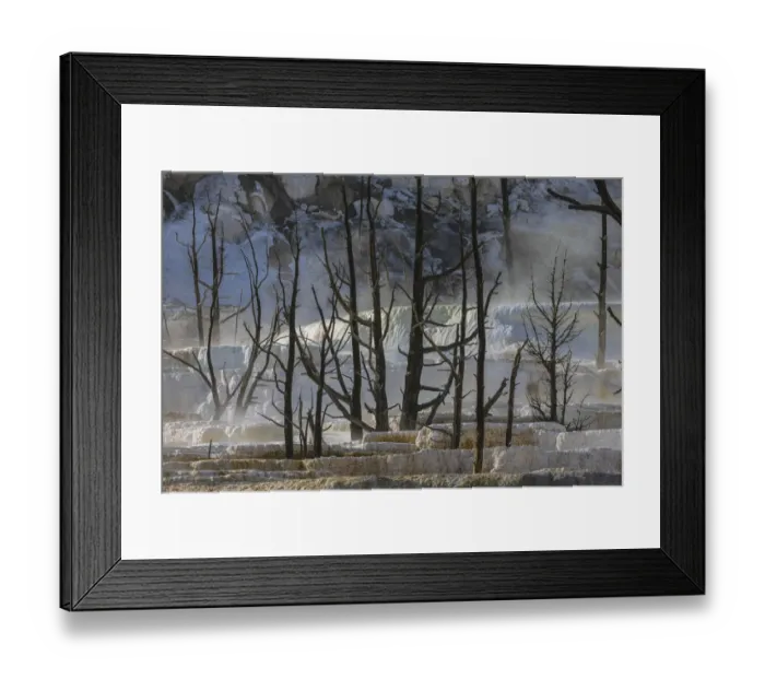 Framed Print : Black tree trunks and terrace, Mammoth Hot Springs, Yellowstone National Park, Wyoming Framed Print : Black tree trunks and terrace, Mammoth Hot Springs, Yellowstone National Park, Wyoming
