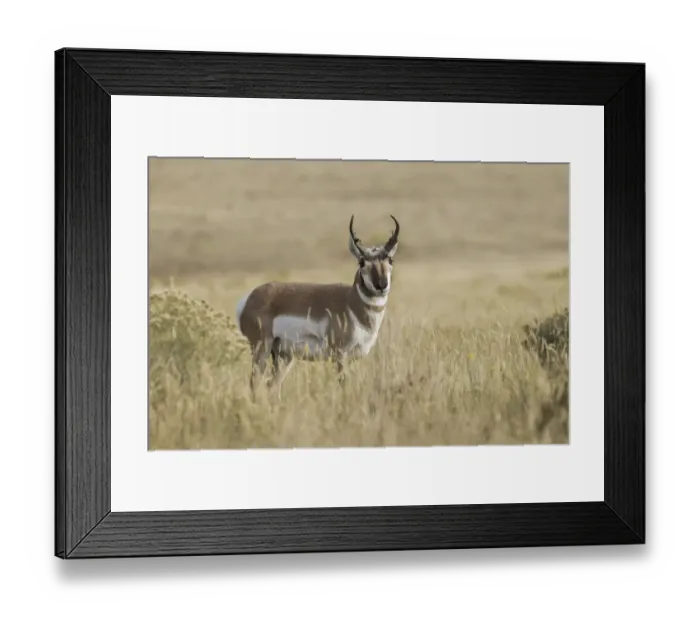 Framed Print : Adult male pronghorn, Yellowstone National Park, Wyoming Framed Print : Adult male pronghorn, Yellowstone National Park, Wyoming