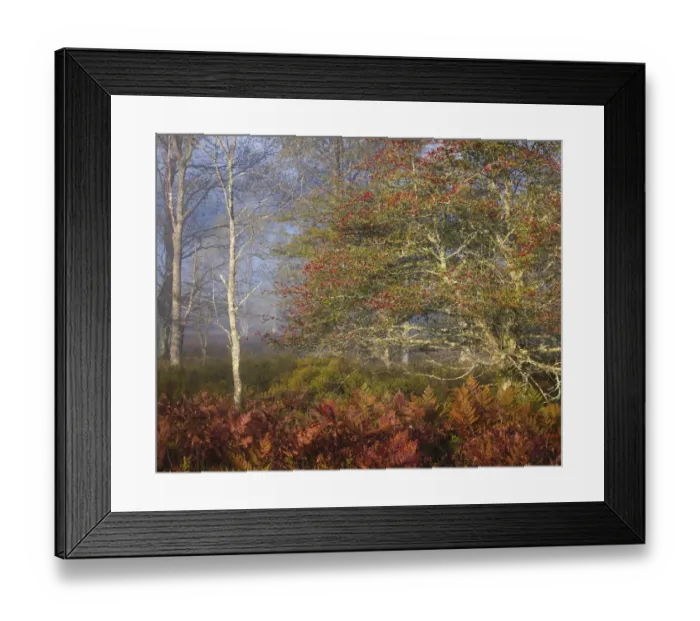 Framed Print : USA, West Virginia, Davis. Autumn colors in forest Framed Print : USA, West Virginia, Davis. Autumn colors in forest