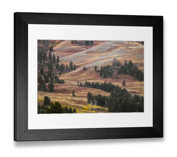 Framed Print : Rolling hills in colorful autumn display, Lamar Valley, Yellowstone National Park, Wyoming Framed Print : Rolling hills in colorful autumn display, Lamar Valley, Yellowstone National Park, Wyoming