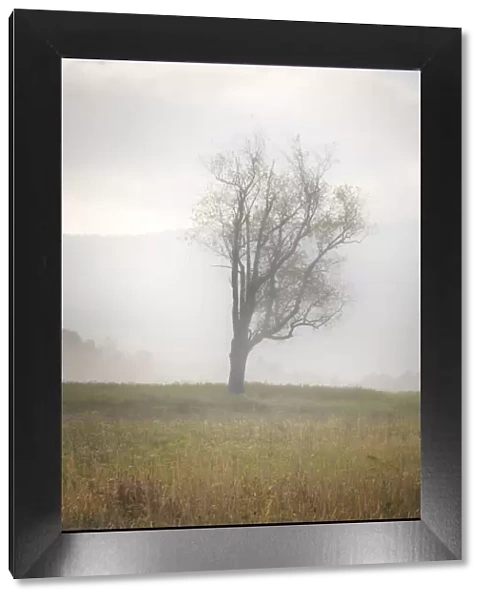 USA, West Virginia, Davis. Lone tree in foggy field
