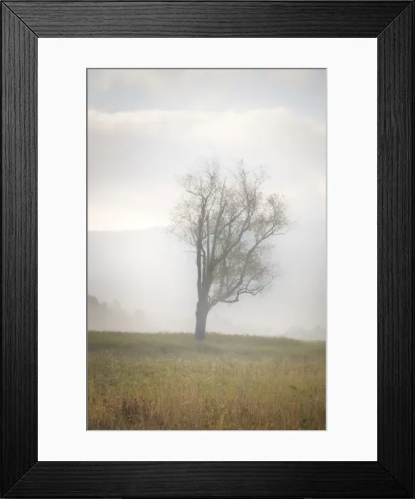 Framed Print : USA, West Virginia, Davis. Lone tree in foggy field