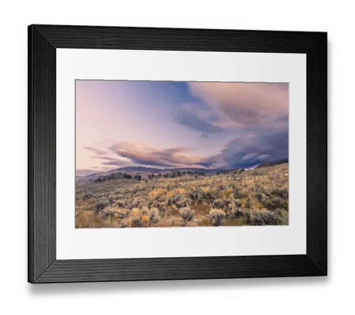 Framed Print : Mountain big sagebrush at sunrise, Lamar Valley, Yellowstone National Park, Wyoming Framed Print : Mountain big sagebrush at sunrise, Lamar Valley, Yellowstone National Park, Wyoming