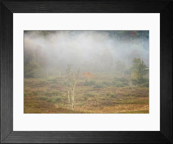 Framed Print : USA, West Virginia, Davis. Foggy forest in fall colors Framed Print : USA, West Virginia, Davis. Foggy forest in fall colors