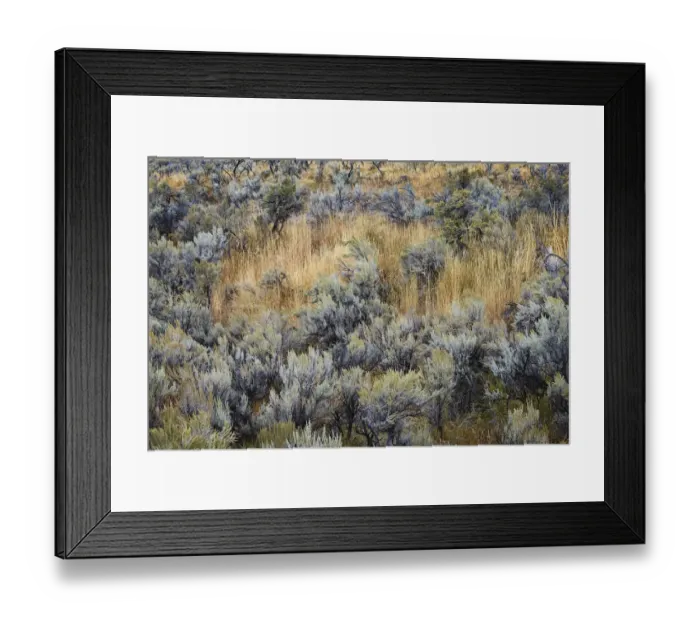 Framed Print : Mountain big sagebrush, Yellowstone National Park, Wyoming Framed Print : Mountain big sagebrush, Yellowstone National Park, Wyoming