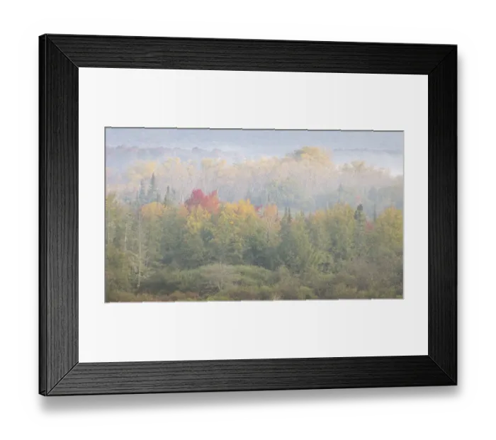 Framed Print : USA, West Virginia, Davis. Foggy forest in fall colors Framed Print : USA, West Virginia, Davis. Foggy forest in fall colors