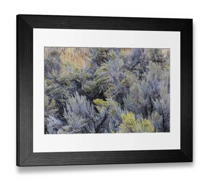 Framed Print : Mountain big sagebrush, Yellowstone National Park, Wyoming Framed Print : Mountain big sagebrush, Yellowstone National Park, Wyoming