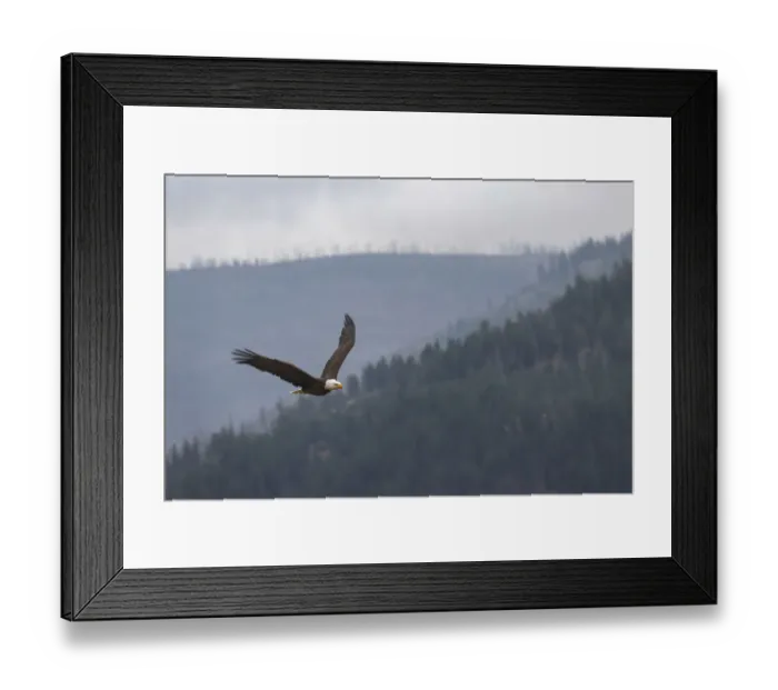 Framed Print : Bald eagle, flying, Yellowstone National Park, Wyoming Framed Print : Bald eagle, flying, Yellowstone National Park, Wyoming