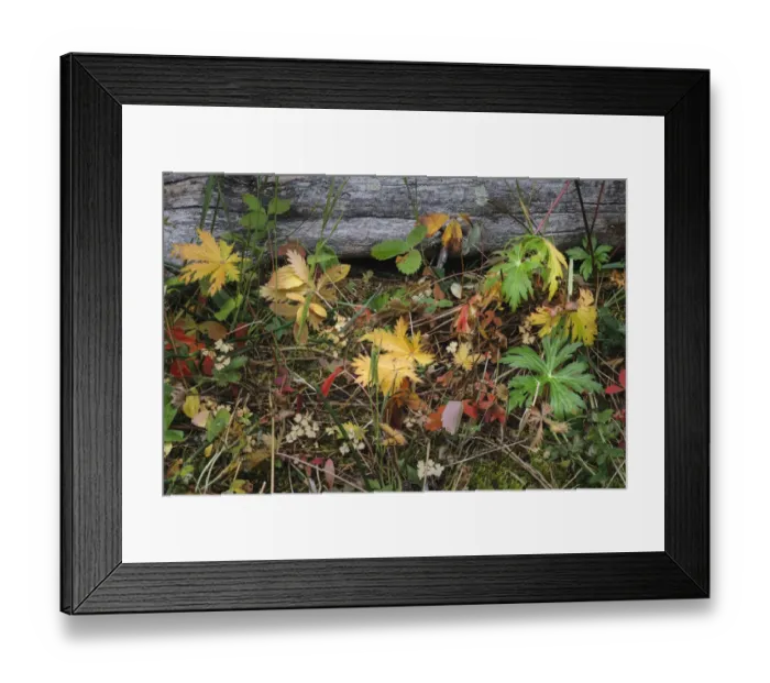 Framed Print : Wild strawberry on forest floor in autumn, Yellowstone National Park, Wyoming Framed Print : Wild strawberry on forest floor in autumn, Yellowstone National Park, Wyoming