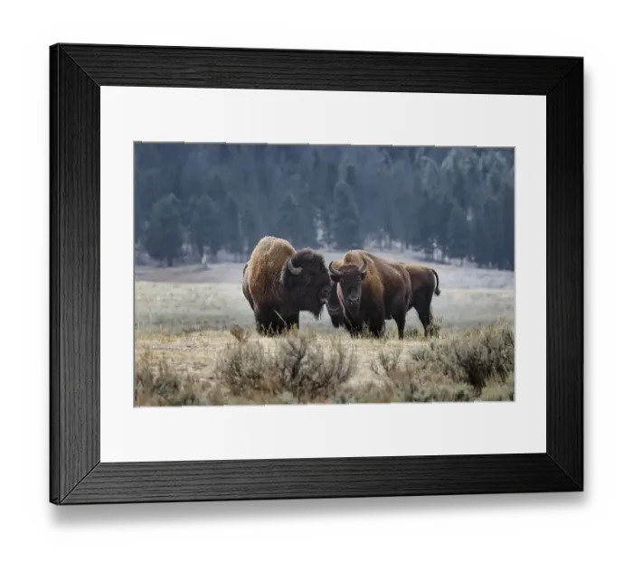 Framed Print : American Bison. Yellowstone National Park, Wyoming