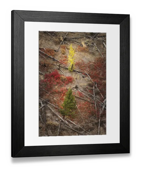 Framed Print : Red autumn Huckleberry vegetation and fallen trees, Yellowstone National Park, Wyoming Framed Print : Red autumn Huckleberry vegetation and fallen trees, Yellowstone National Park, Wyoming